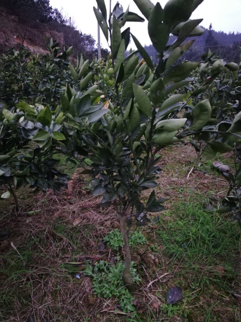 卡拉卡拉红心脐橙苗/红心纽荷尔苗/红心脐橙
