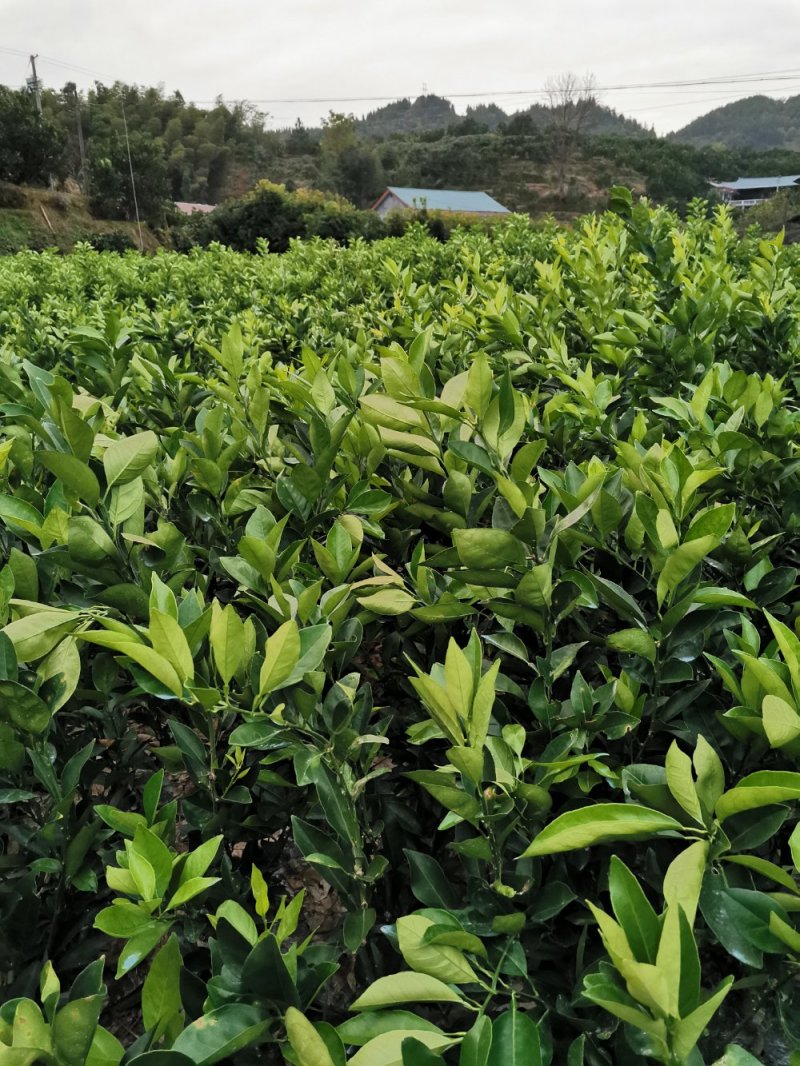 卡拉卡拉红心脐橙苗/红心纽荷尔苗/红心脐橙