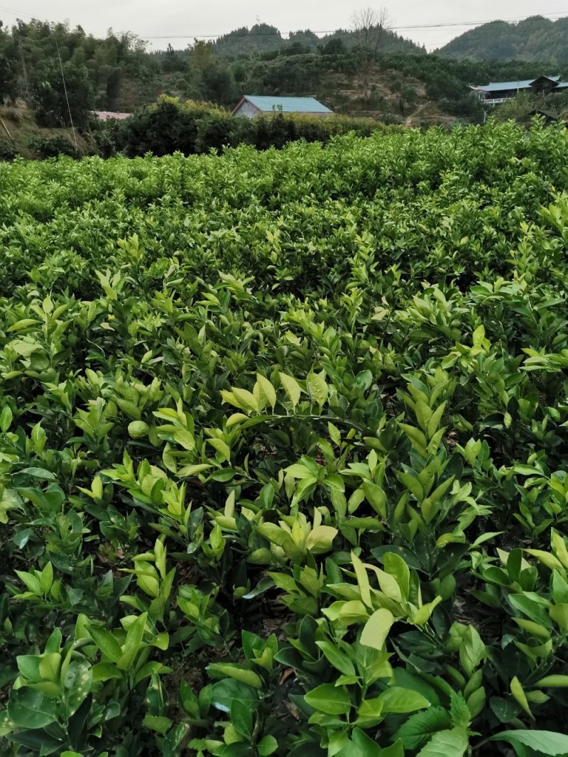 卡拉卡拉红心脐橙苗/红心纽荷尔苗/红心脐橙