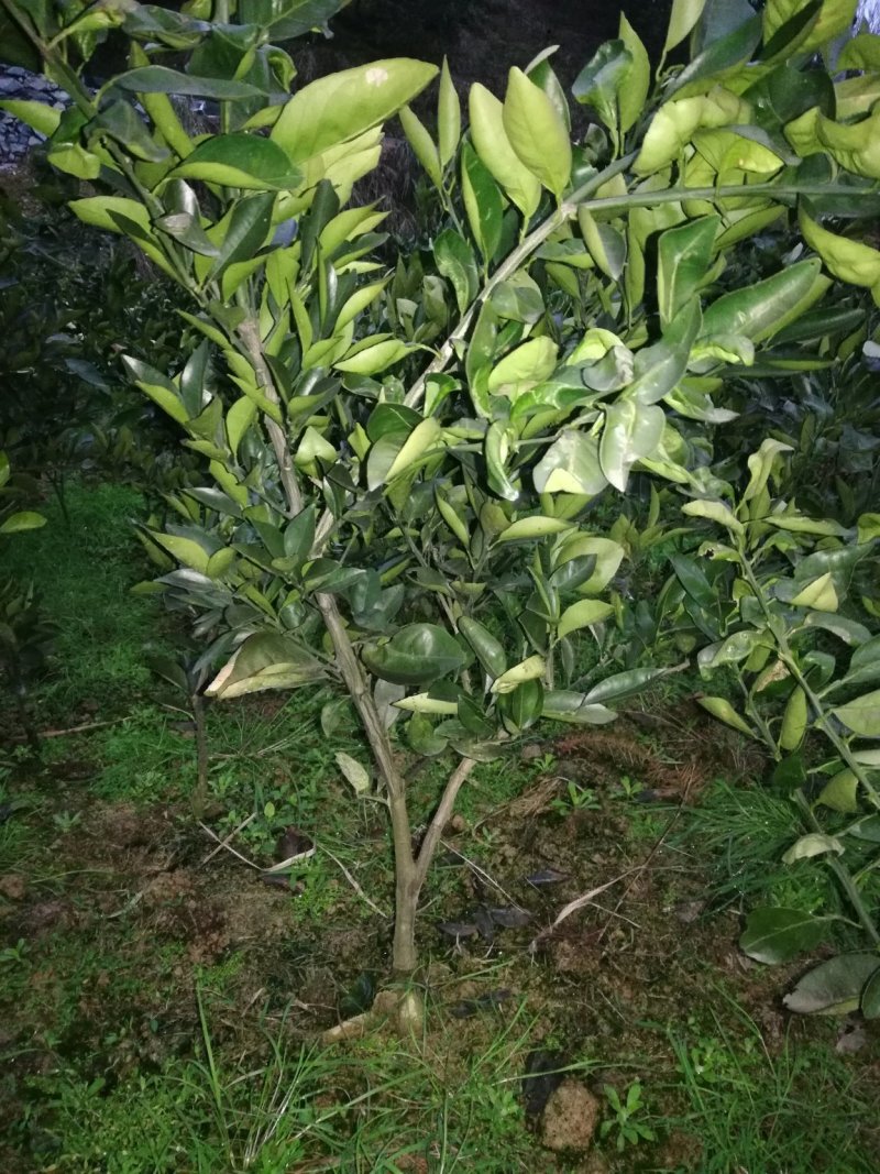 卡拉卡拉红心脐橙苗/红心纽荷尔苗/红心脐橙