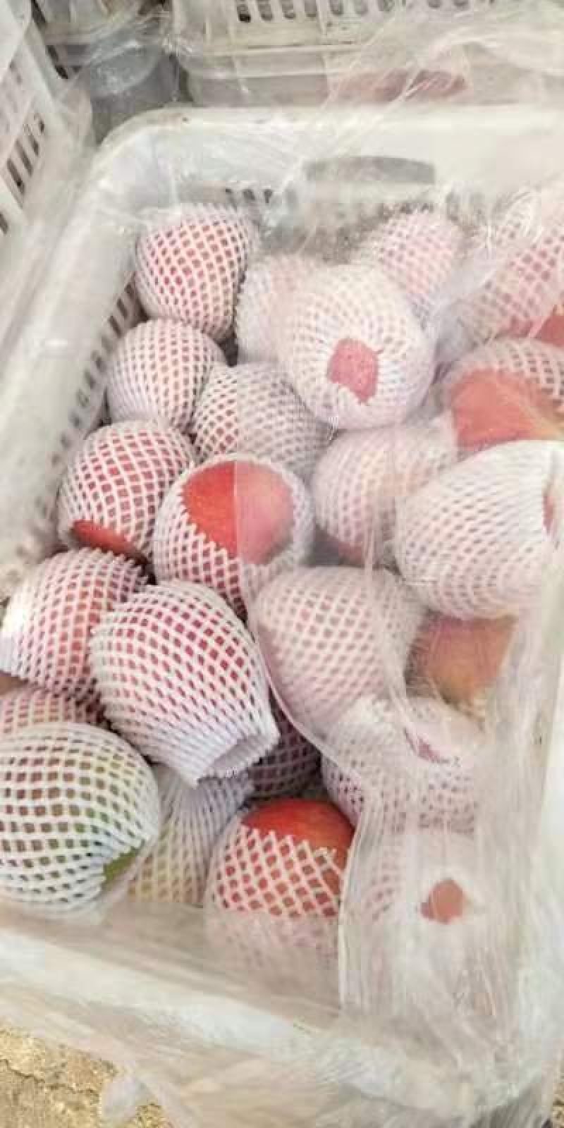 红富士.全红.黄肉.脆甜.深州货和洛川货