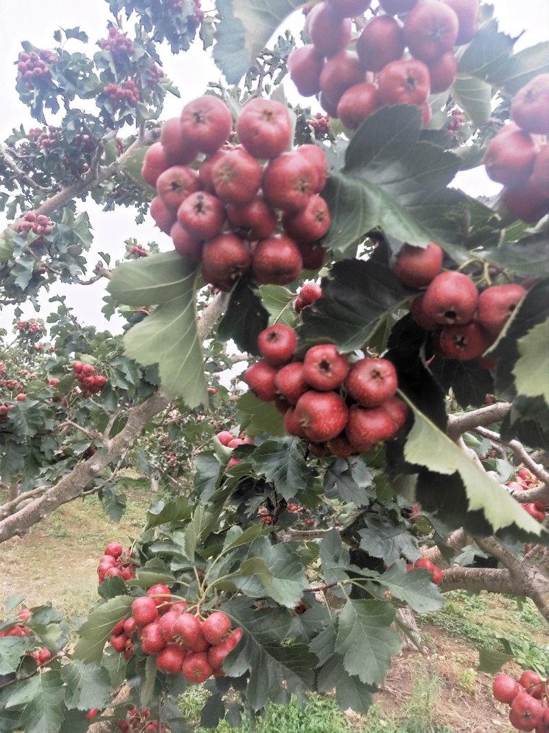 苗圃大量供应大金星山楂苗，2年苗，20公分左右山楂树