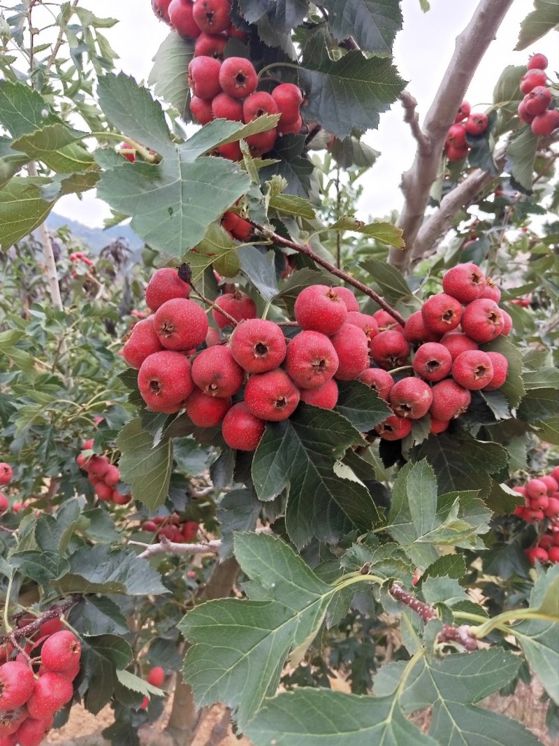 苗圃大量供应大金星山楂苗，2年苗，20公分左右山楂树