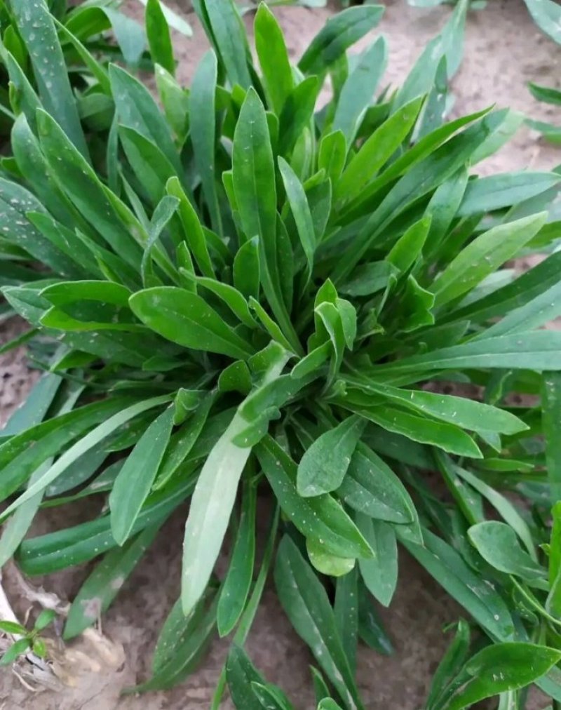 山东聊城大量供应面条菜需要的联系我长期有货