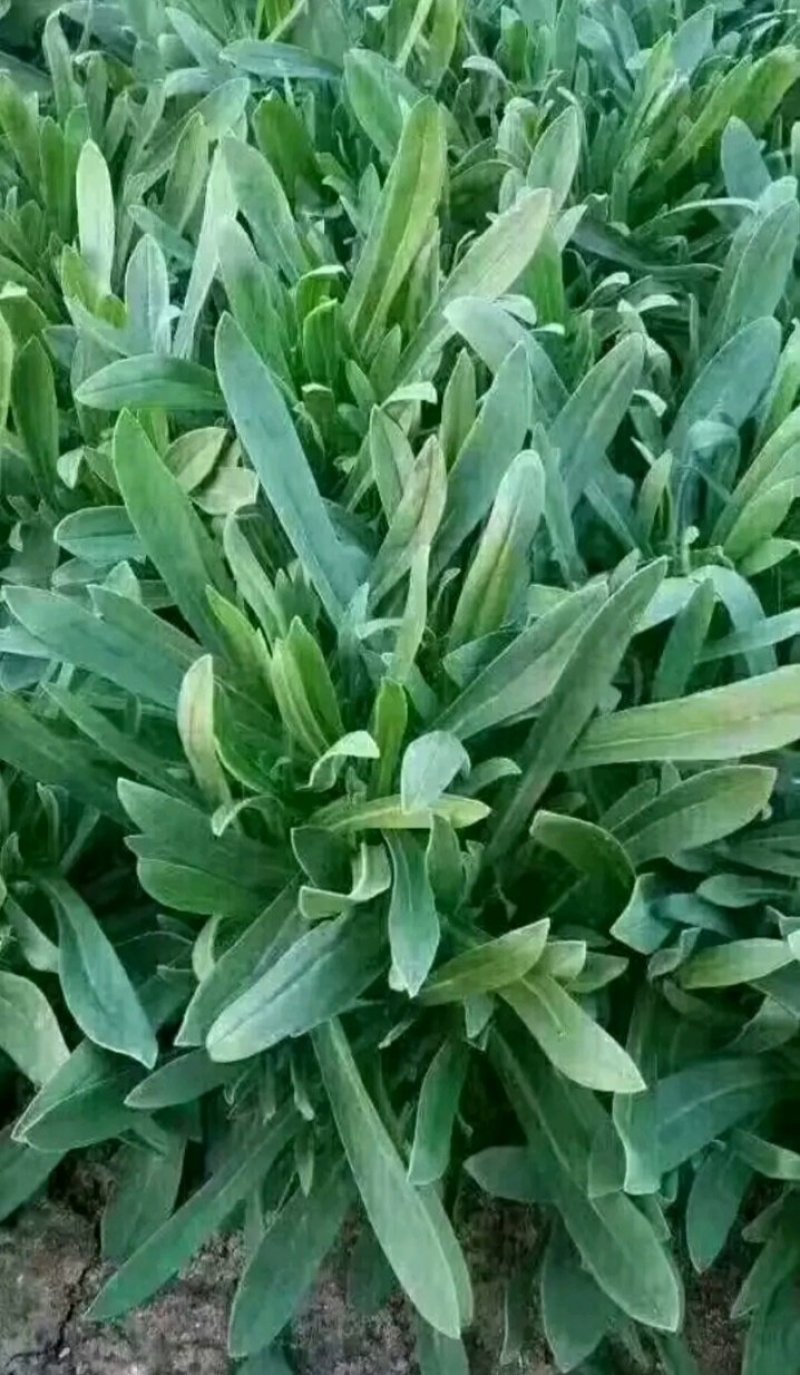 山东聊城大量供应面条菜需要的联系我长期有货