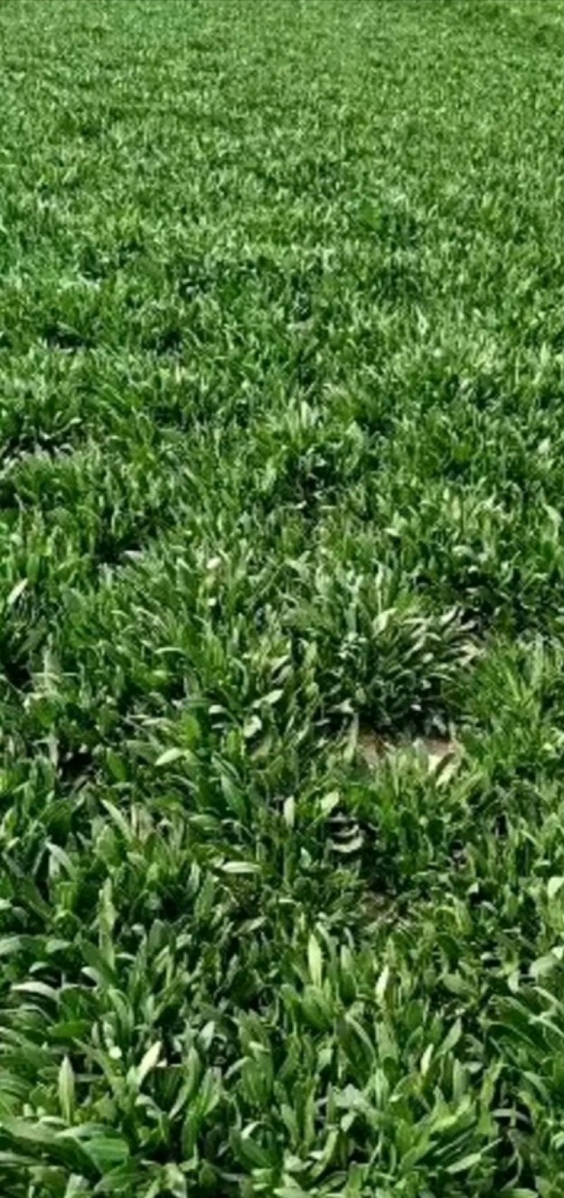 山东聊城大量供应面条菜需要的联系我长期有货