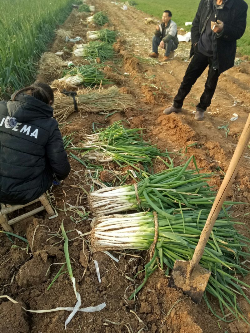 社旗丁庄街，长白大葱毛葱2cm左右30~40cm，