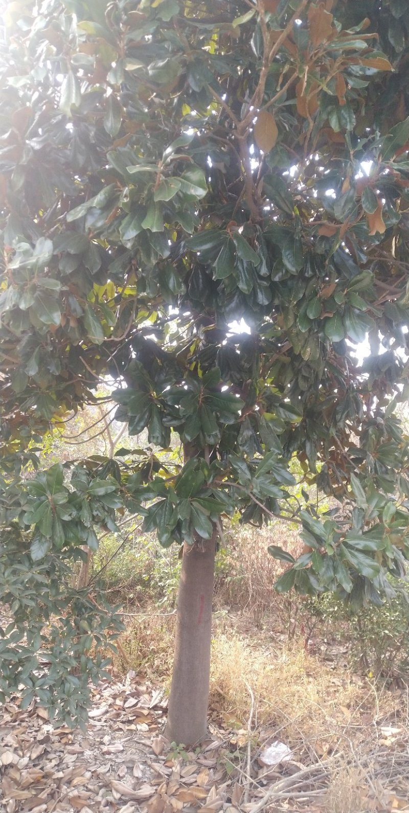 广玉兰树，大量出售，欢迎来电洽谈业务，各种规格的大量有货