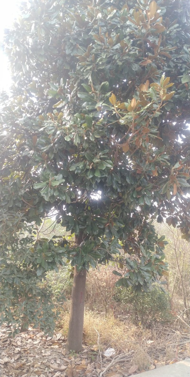 广玉兰树，大量出售，欢迎来电洽谈业务，各种规格的大量有货
