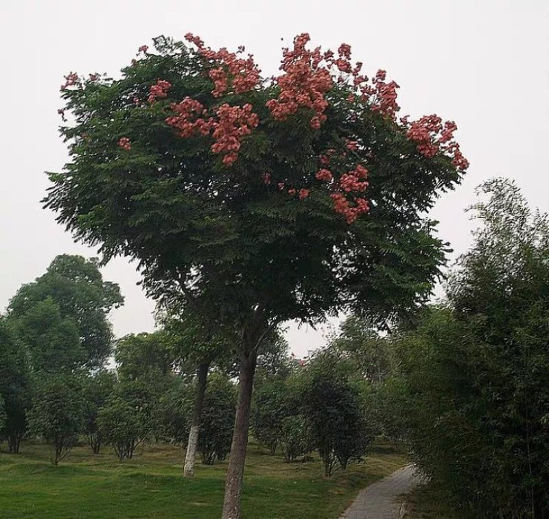 栾树苗庭院风景树黄山栾占地拆迁栾树苗北京栾树绿化苗木行道