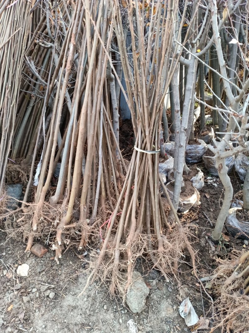 栾树苗庭院风景树黄山栾占地拆迁栾树苗北京栾树绿化苗木行道