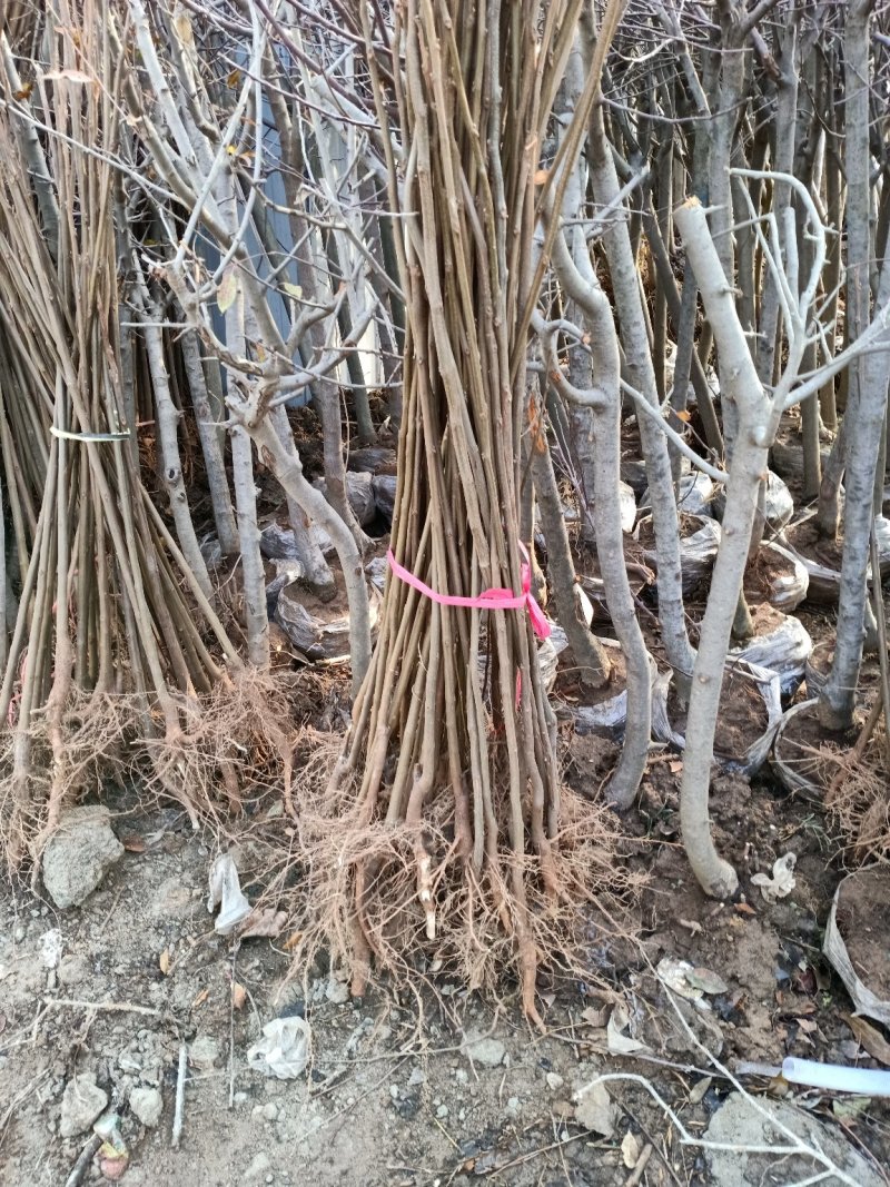 栾树苗庭院风景树黄山栾占地拆迁栾树苗北京栾树绿化苗木行道