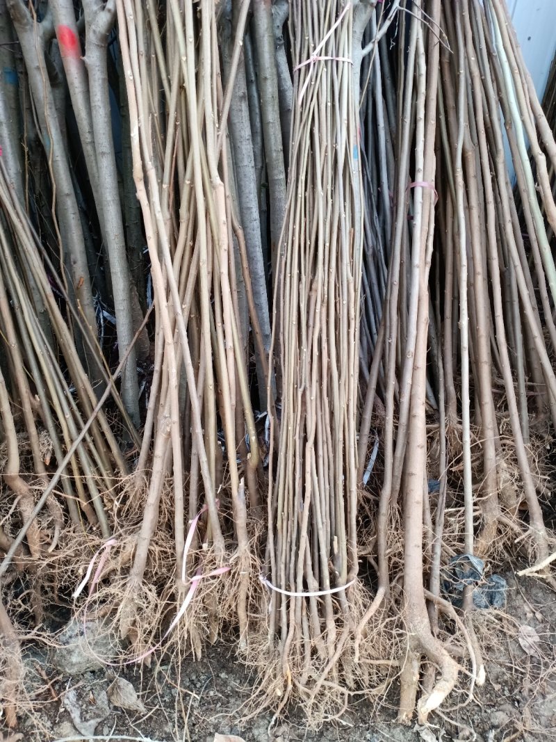 栾树苗庭院风景树黄山栾占地拆迁栾树苗北京栾树绿化苗木行道