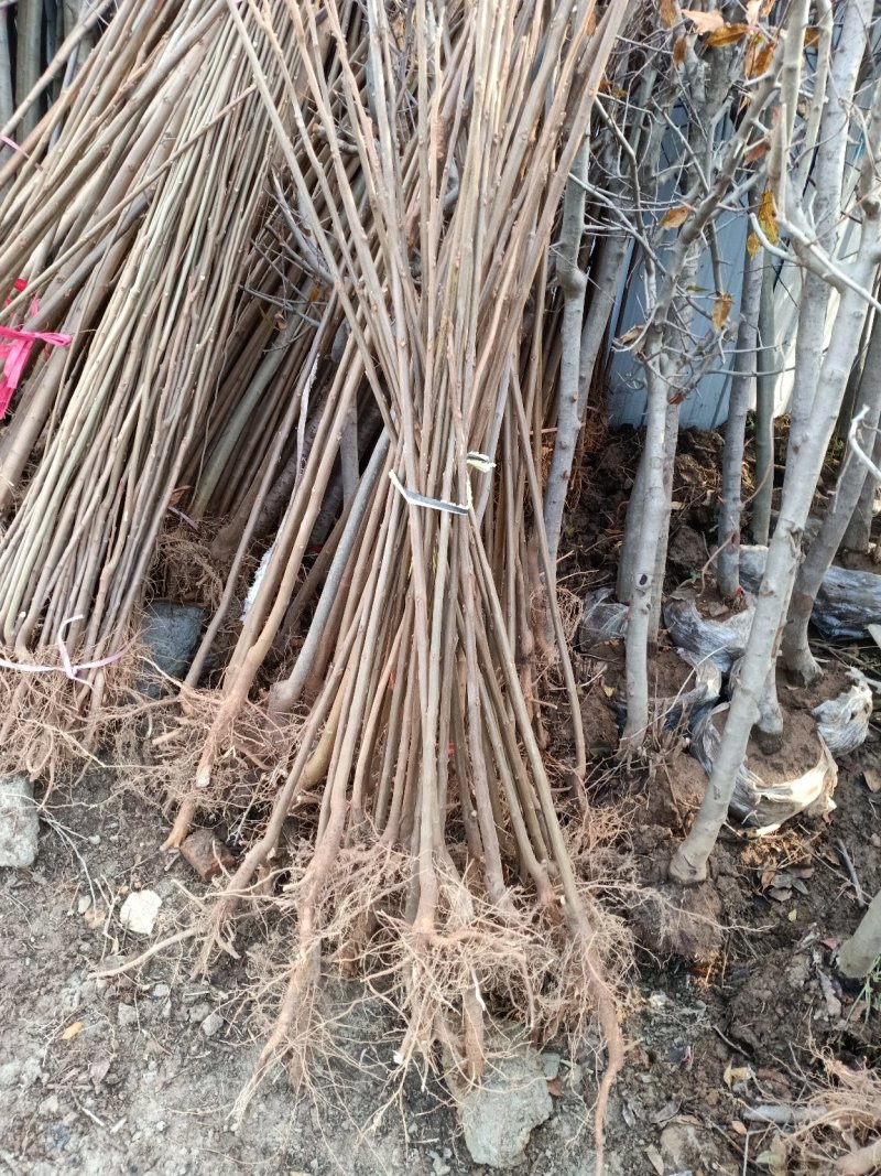 栾树苗庭院风景树黄山栾占地拆迁栾树苗北京栾树绿化苗木行道