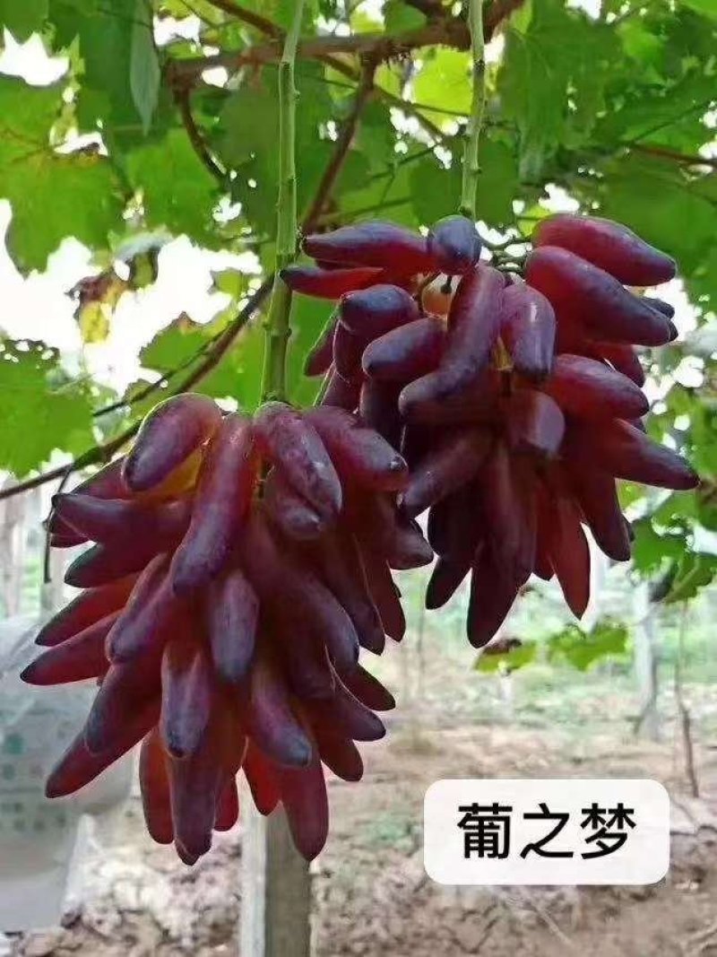 葡之梦葡萄苗新品种葡萄苗包成活基地直发，适合采摘