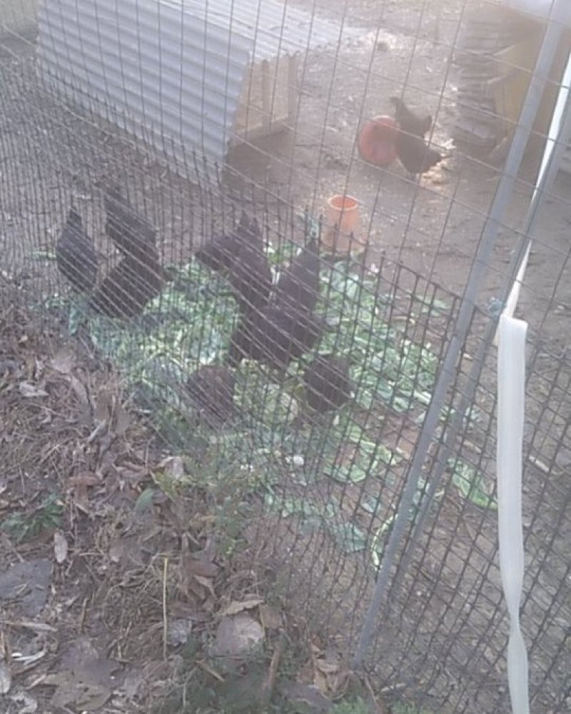 禽畜牧蛋肉