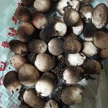 常年出售草菇菌种免费传授高产地栽技术产品统货市场价包销