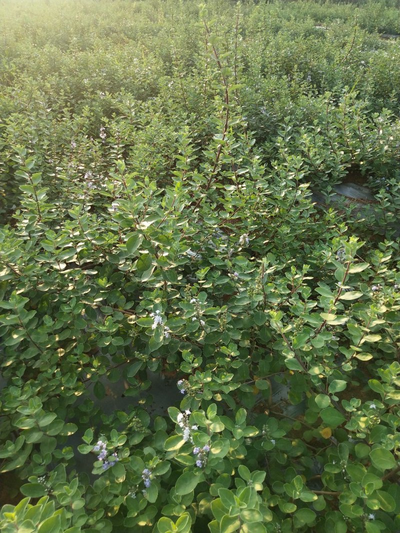 【精选药材苗】江西单叶蔓荆子苗，种苗提供技术包回收成品
