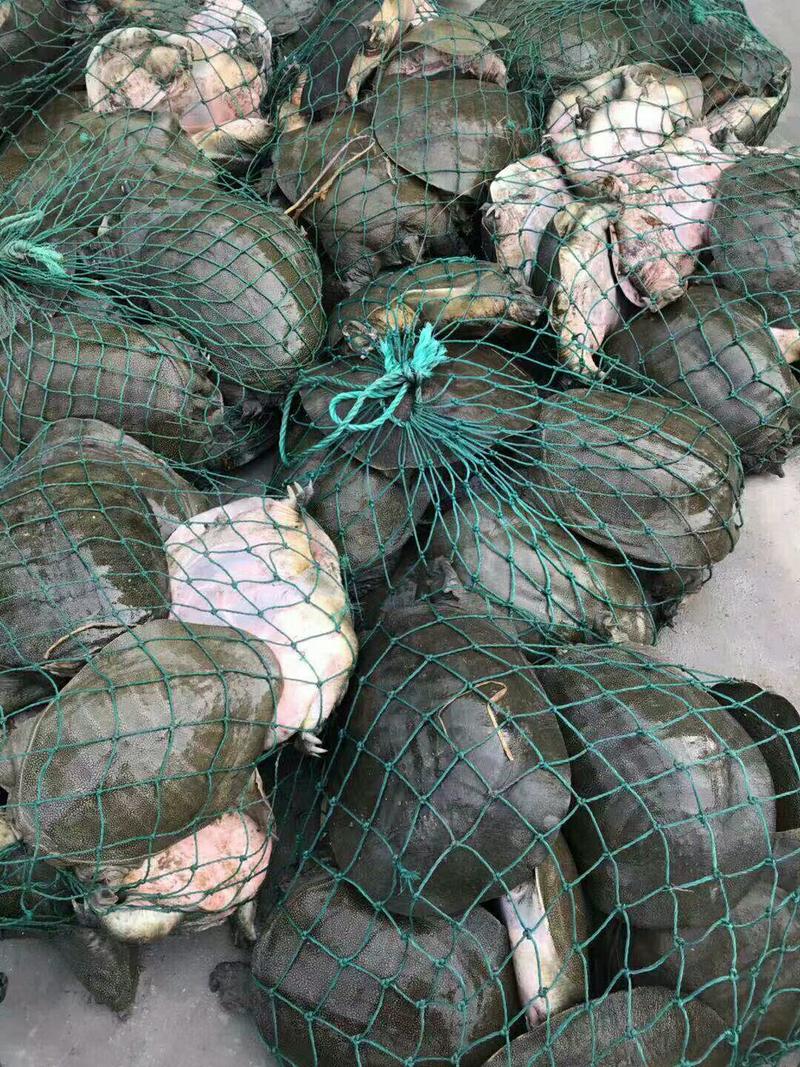 外塘生态甲鱼，全程鱼虾喂养的淘汰7年以上母种鱼