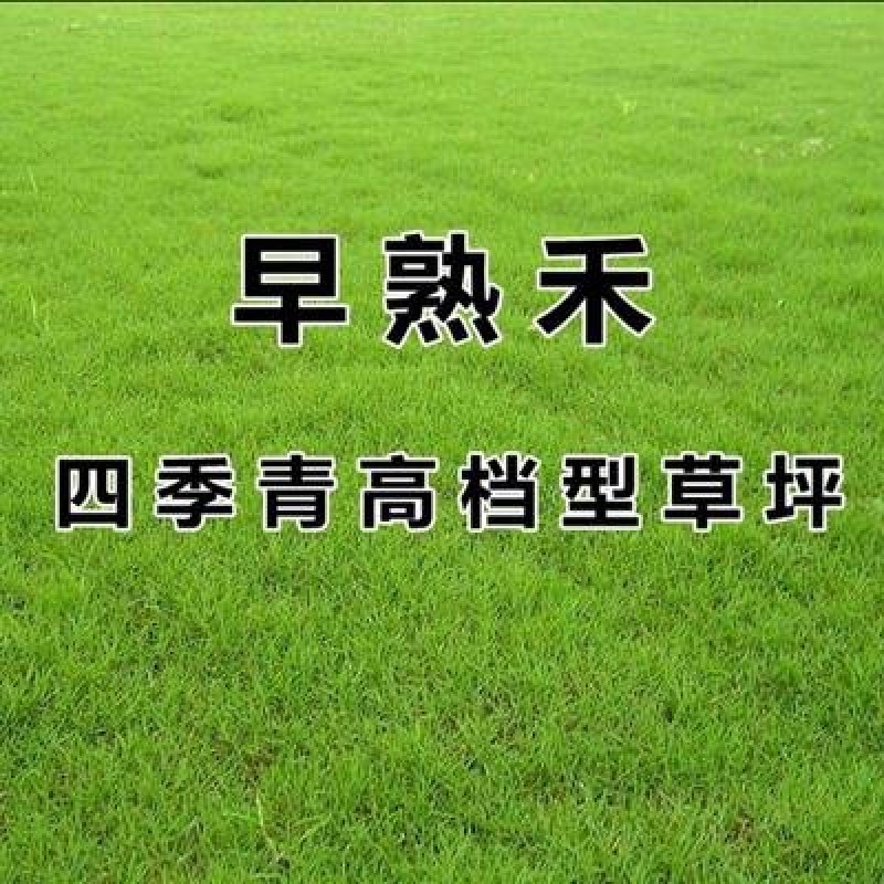 进口地毯草早熟禾种子高尔夫球场庭院草坪草籽四季常青