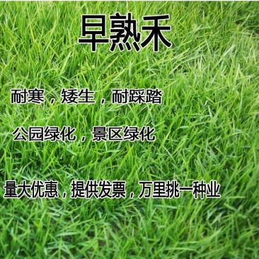 进口地毯草早熟禾种子高尔夫球场庭院草坪草籽四季常青