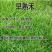 进口地毯草早熟禾种子高尔夫球场庭院草坪草籽四季常青