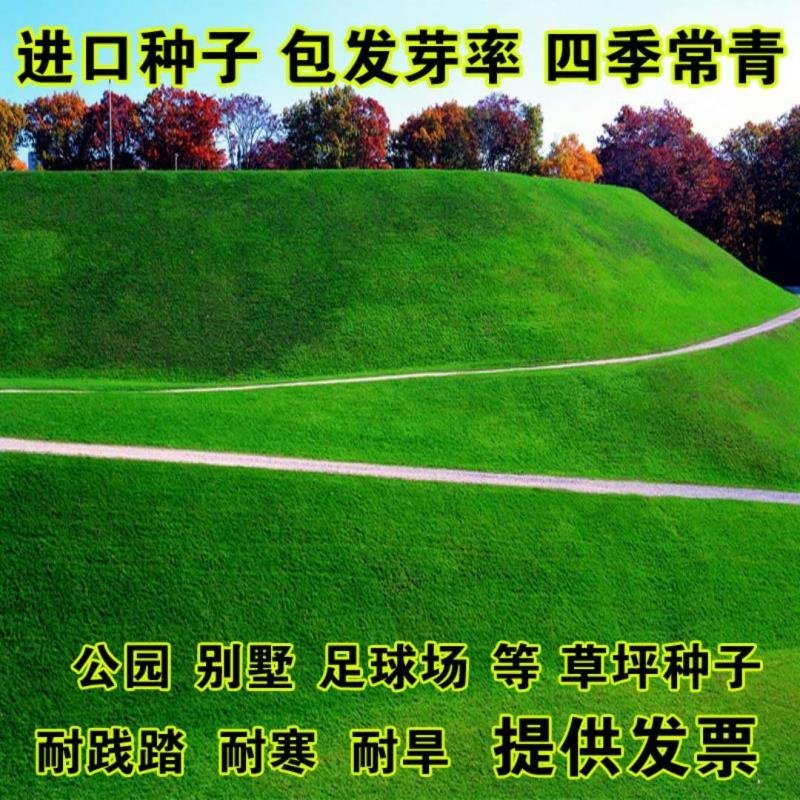 进口果岭草四季青种子庭院高尔夫球场工程绿化专用草坪草籽