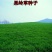 进口果岭草四季青种子庭院高尔夫球场工程绿化专用草坪草籽