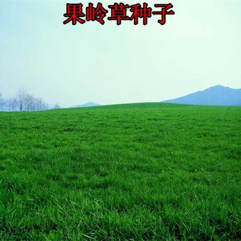 进口果岭草四季青种子庭院高尔夫球场工程绿化专用草坪草籽