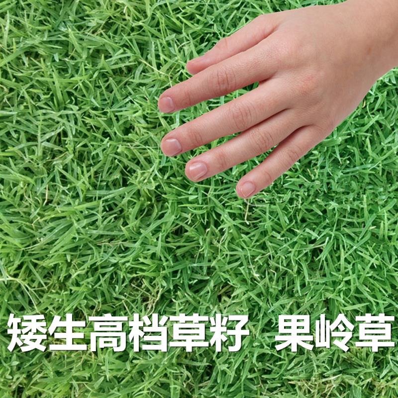 高羊茅草籽进口耐践踏庭院不修剪护坡绿化草皮种籽四季青草坪