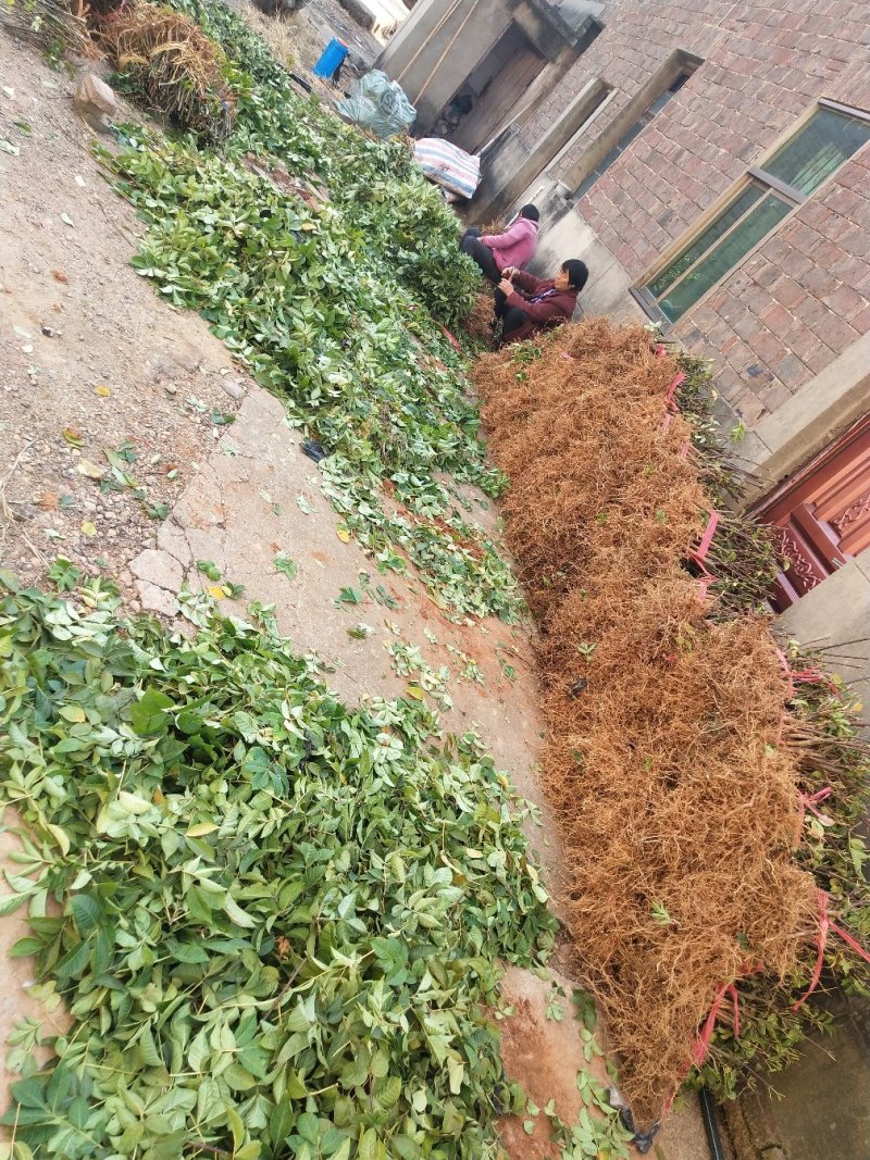 江西中花吴茱萸苗枝条吴茱萸种苗茶辣臭辣子漆辣子树衣子