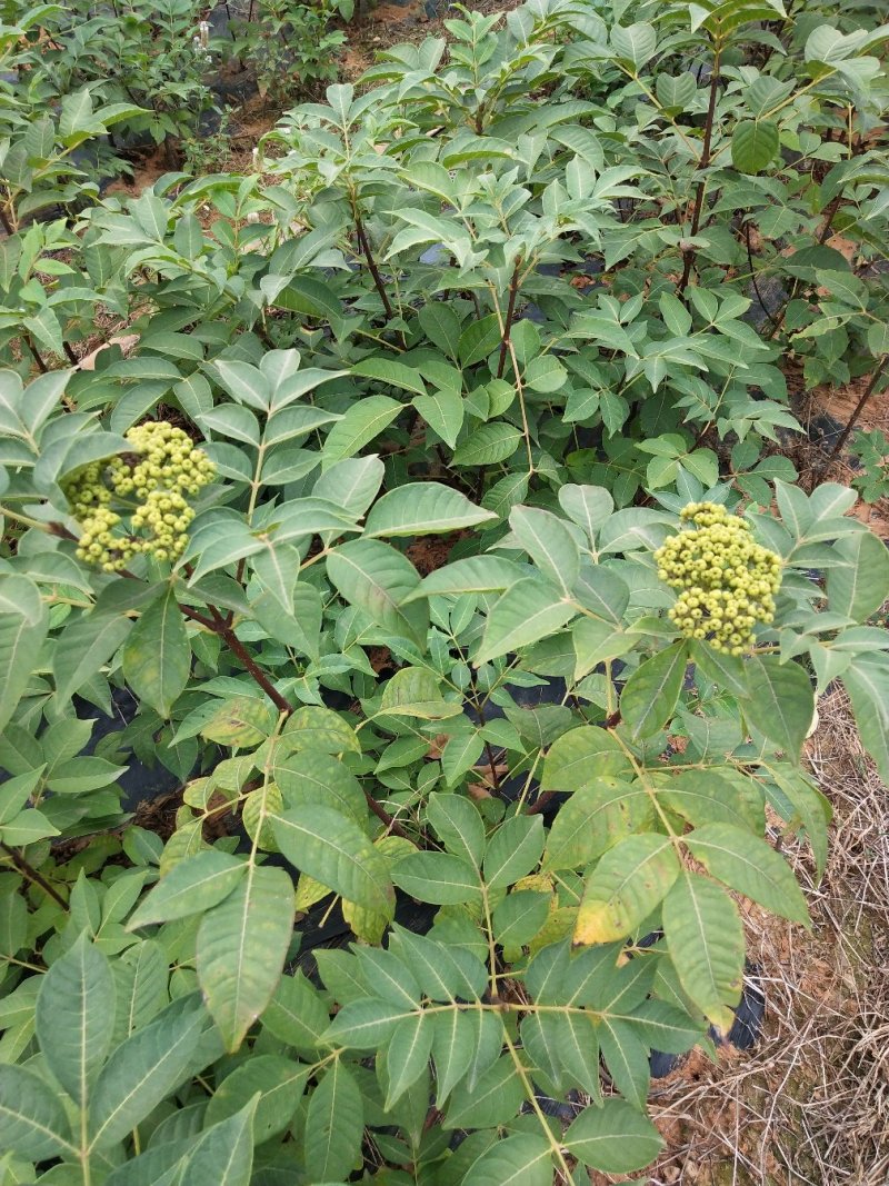 江西中花吴茱萸苗枝条吴茱萸种苗茶辣臭辣子漆辣子树衣子