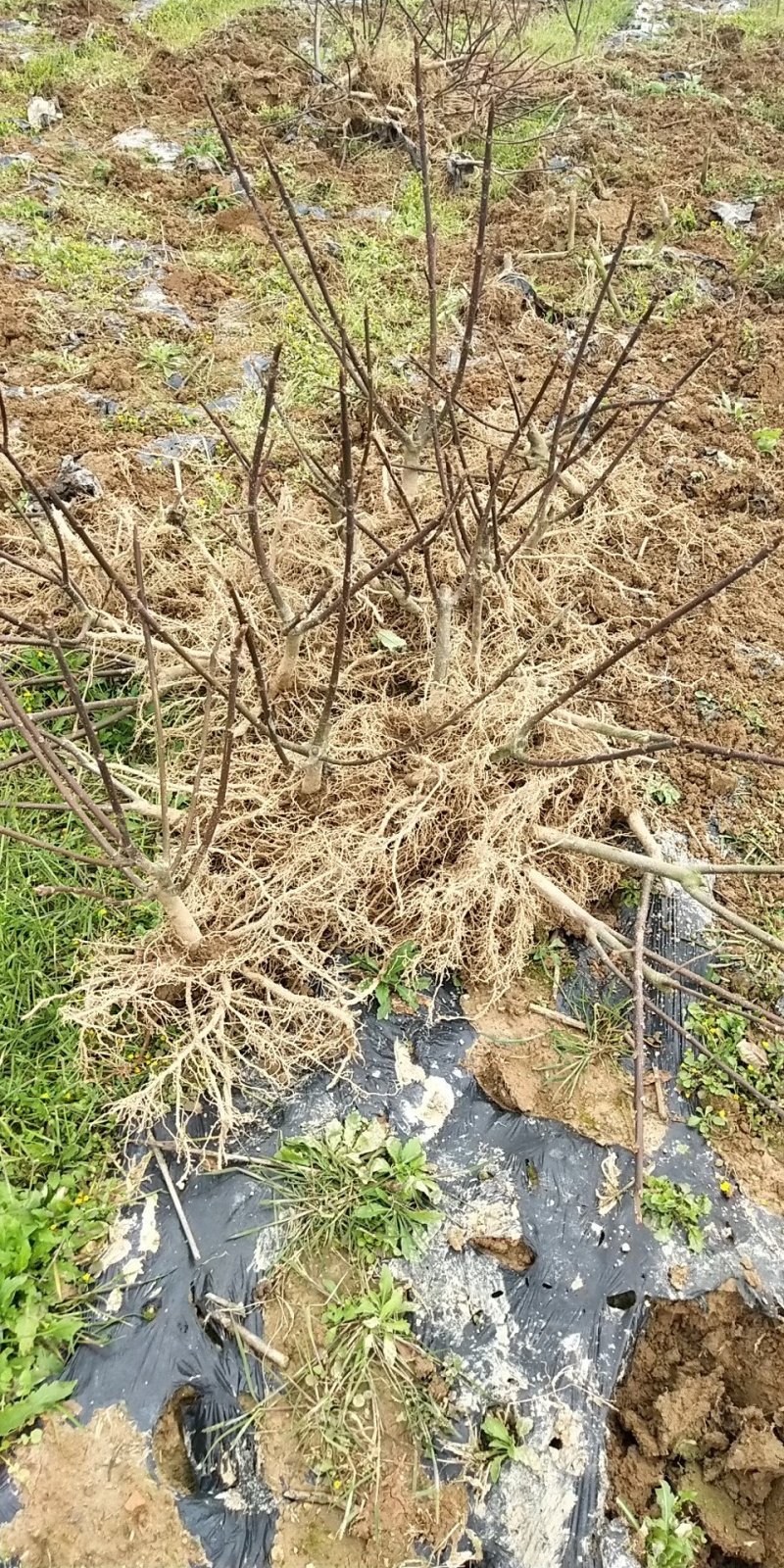 江西中花吴茱萸苗枝条吴茱萸种苗茶辣臭辣子漆辣子树衣子