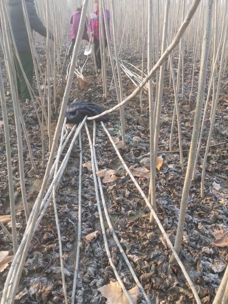 107杨树苗速生白杨树苗500亩基地直供规格齐全