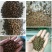 山东潍坊发酵豆粕微生物菌肥（四菌合一，三级发酵）