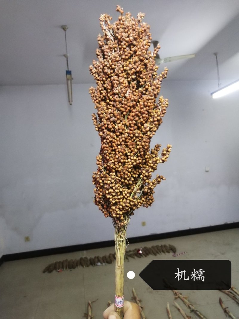 冀青矮红高粱种子（周期短，糯性强）