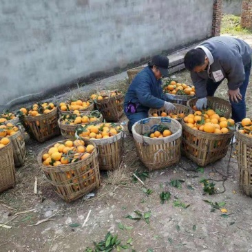 普通脐橙高次60一下