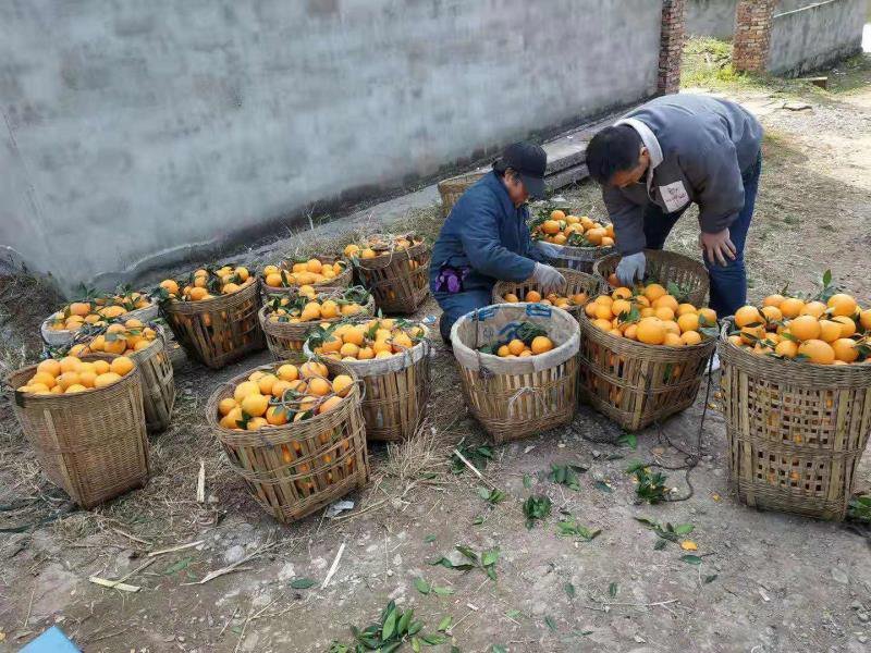 普通脐橙高次60一下