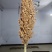 汉青3号（株高矮，产量高）