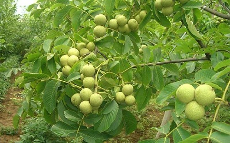 香玲核桃苗，8518核桃苗，薄皮核桃苗基地直供，