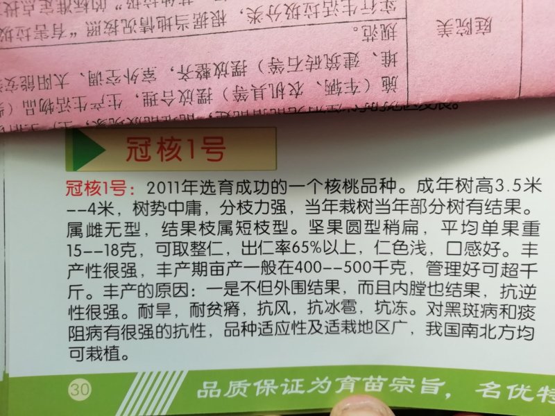 香玲核桃苗，8518核桃苗，薄皮核桃苗基地直供，