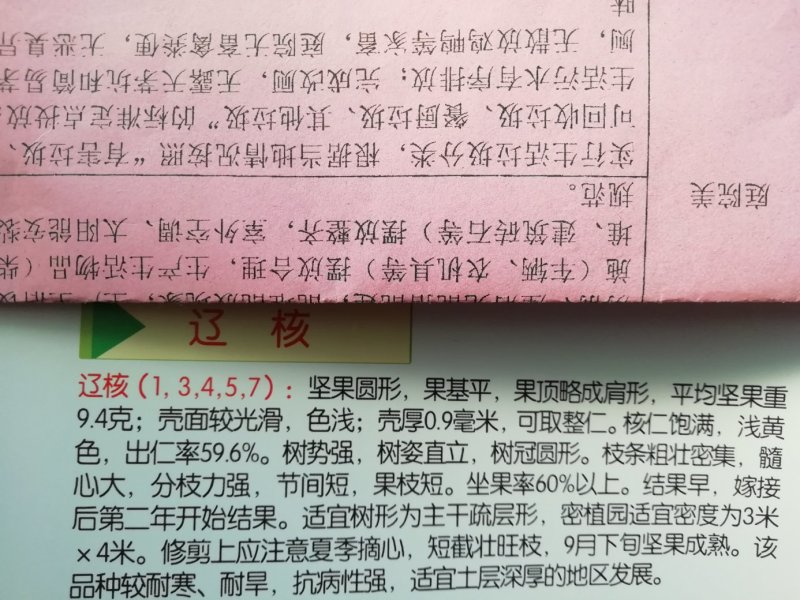 香玲核桃苗，8518核桃苗，薄皮核桃苗基地直供，