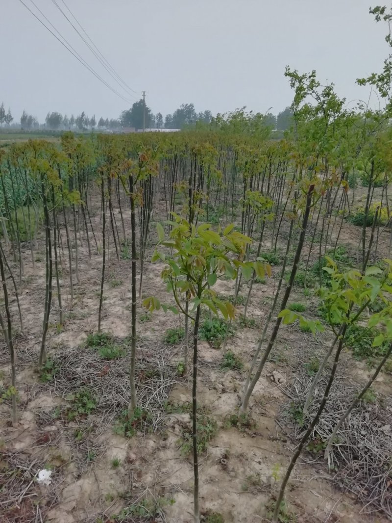 香玲核桃苗，8518核桃苗，薄皮核桃苗基地直供，