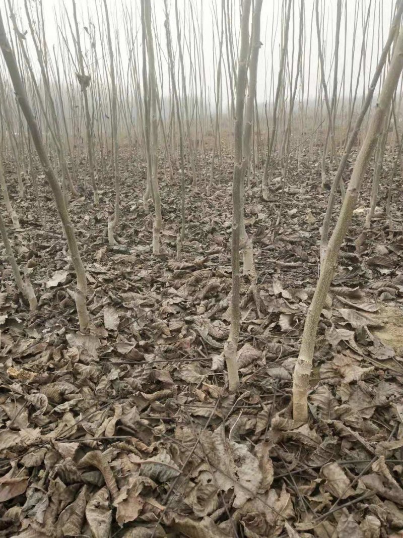 香玲核桃苗，8518核桃苗，薄皮核桃苗基地直供，
