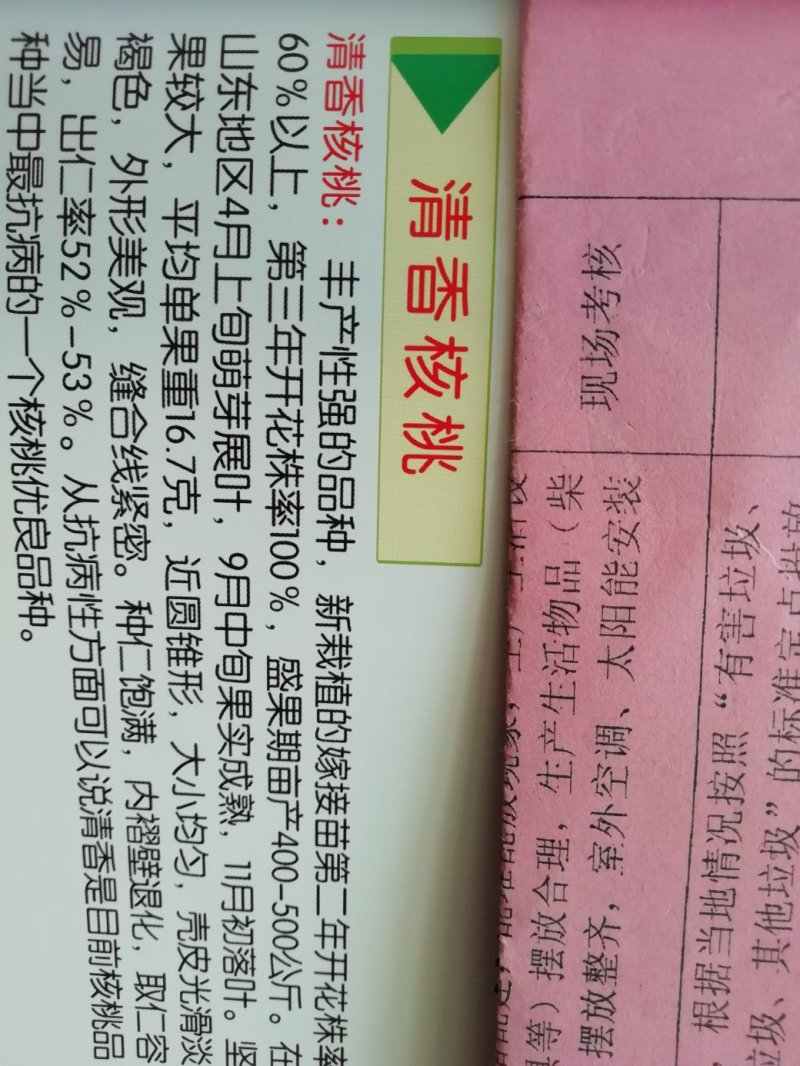 香玲核桃苗，8518核桃苗，薄皮核桃苗基地直供，