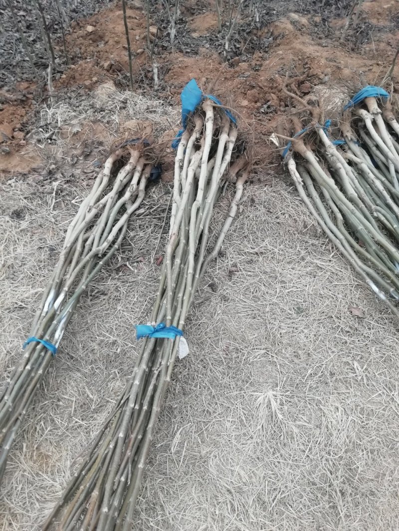 香玲核桃苗，8518核桃苗，薄皮核桃苗基地直供，