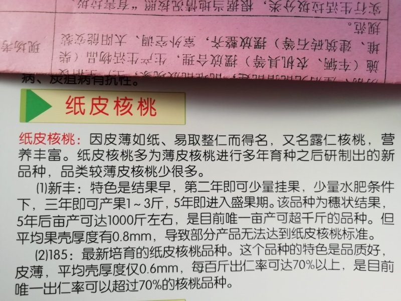 香玲核桃苗，8518核桃苗，薄皮核桃苗基地直供，