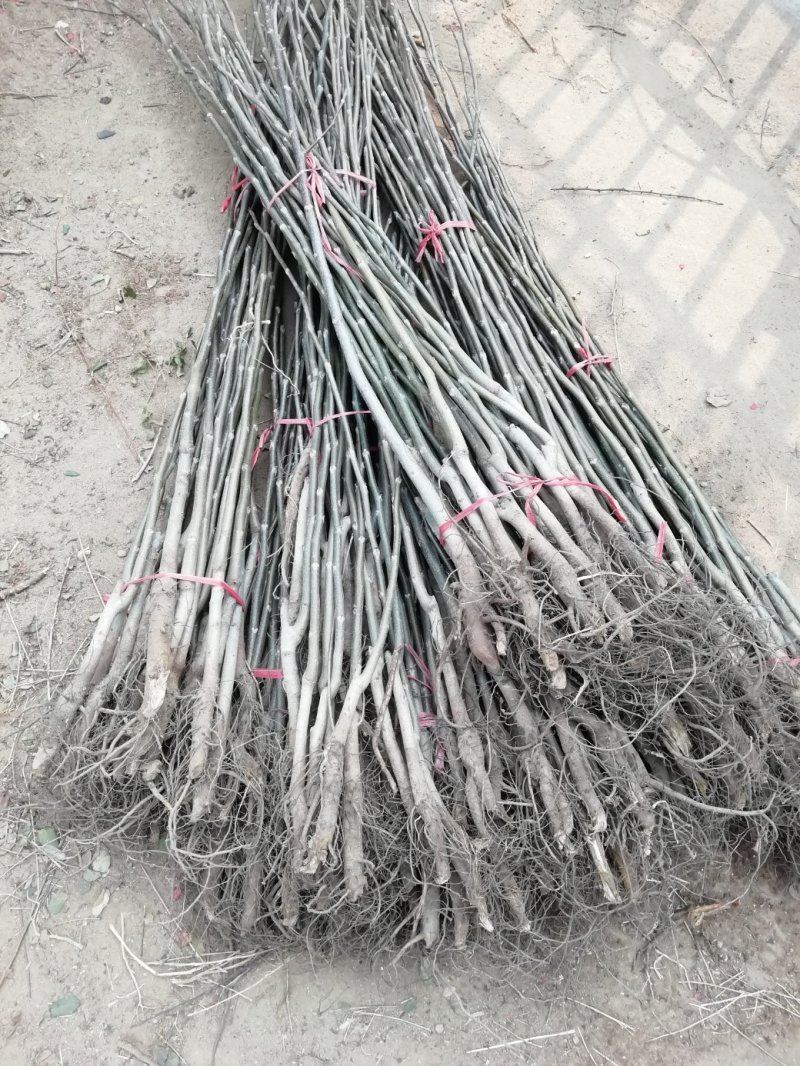香玲核桃苗，8518核桃苗，薄皮核桃苗基地直供，