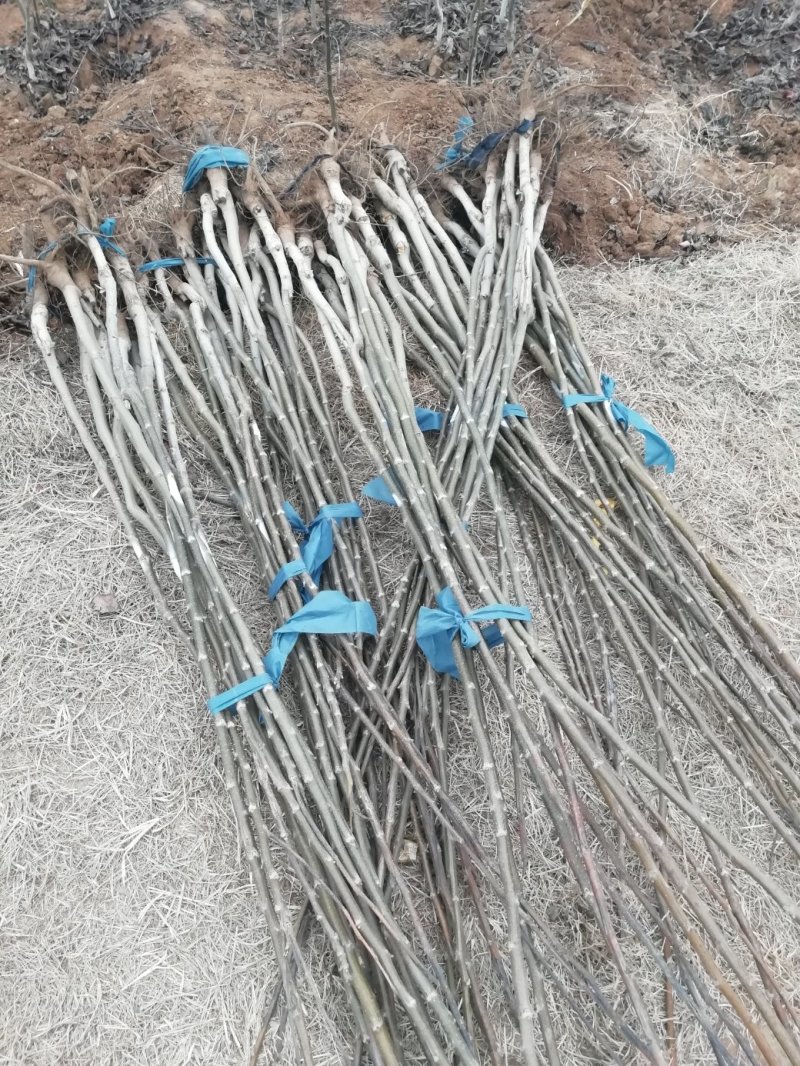 香玲核桃苗，8518核桃苗，薄皮核桃苗基地直供，