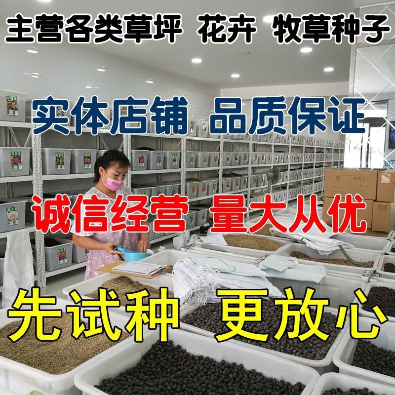 【有好货】草坪种子美国四季青草籽球场庭院护坡绿化不修剪